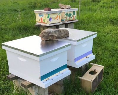 SVSF_Bees1