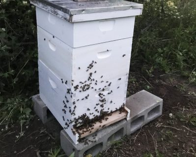 SVSF_Bees2