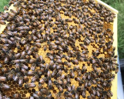 SVSF_Bees3
