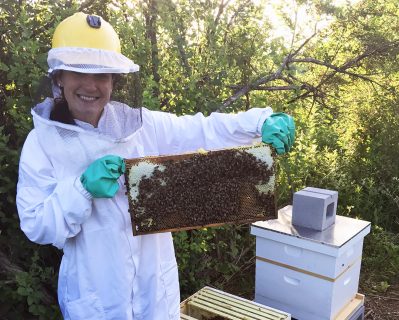 SVSF_Bees4
