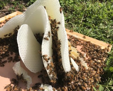 SVSF_Bees6