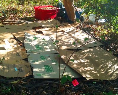 Cardboard layout for mushroom bed