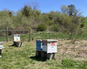 III. The Role of Research Collaboration in Advancing Beekeeping Practices